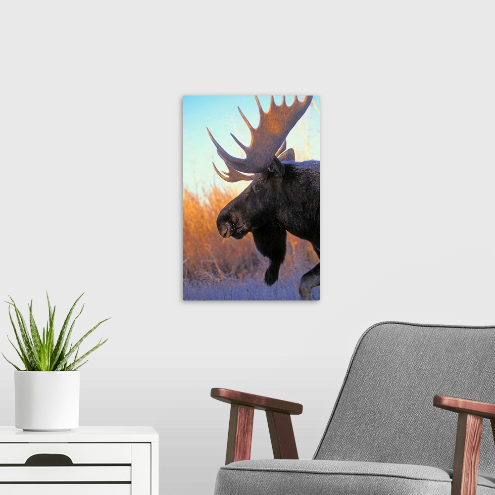 A modern room featuring Bull Moose At Dawn, Autumn, Rocky Mountains