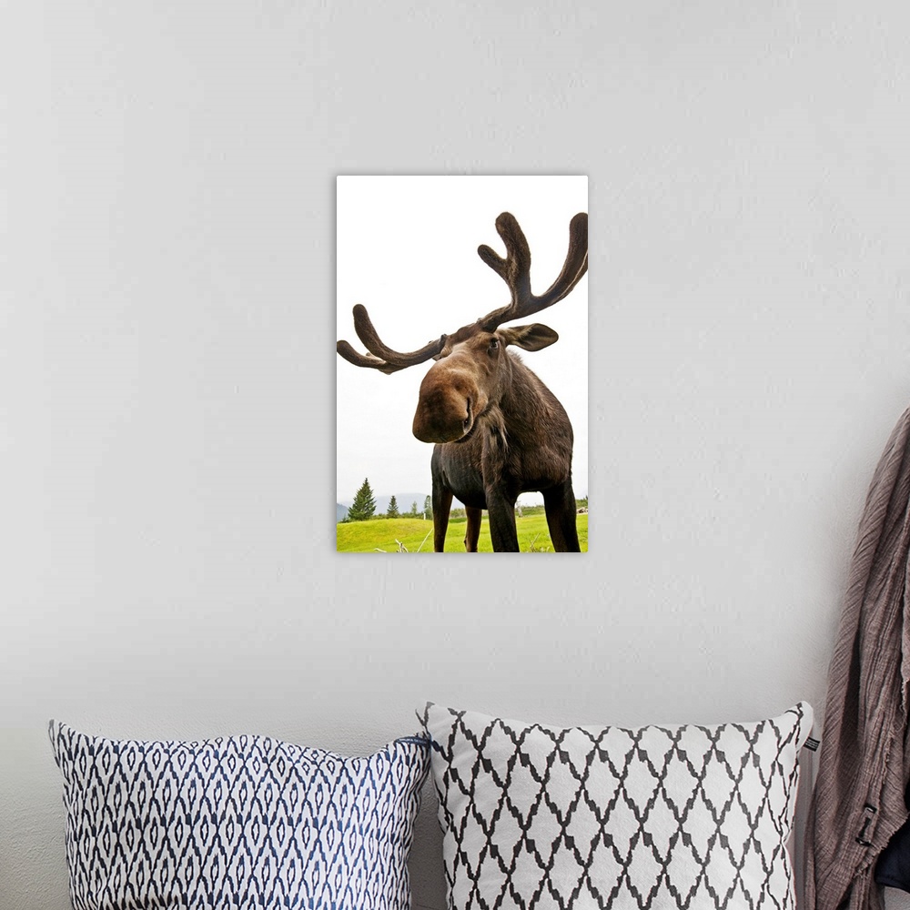 A bohemian room featuring Bull Moose At The Alaska Wildlife Conservation Center In Portage, Southcentral Alaska