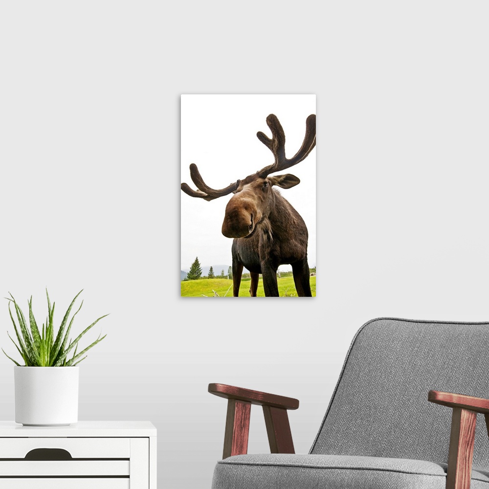 A modern room featuring Bull Moose At The Alaska Wildlife Conservation Center In Portage, Southcentral Alaska