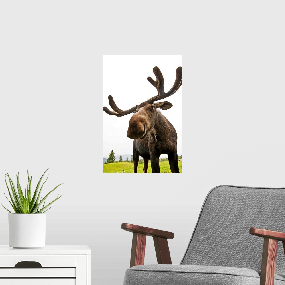 A modern room featuring Bull Moose At The Alaska Wildlife Conservation Center In Portage, Southcentral Alaska