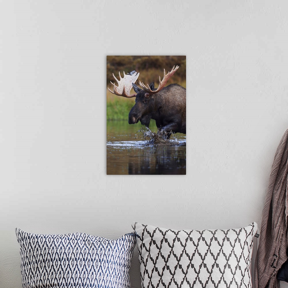 A bohemian room featuring Bull Moose Walks Through A Pond In Denali National Park, Interior Alaska