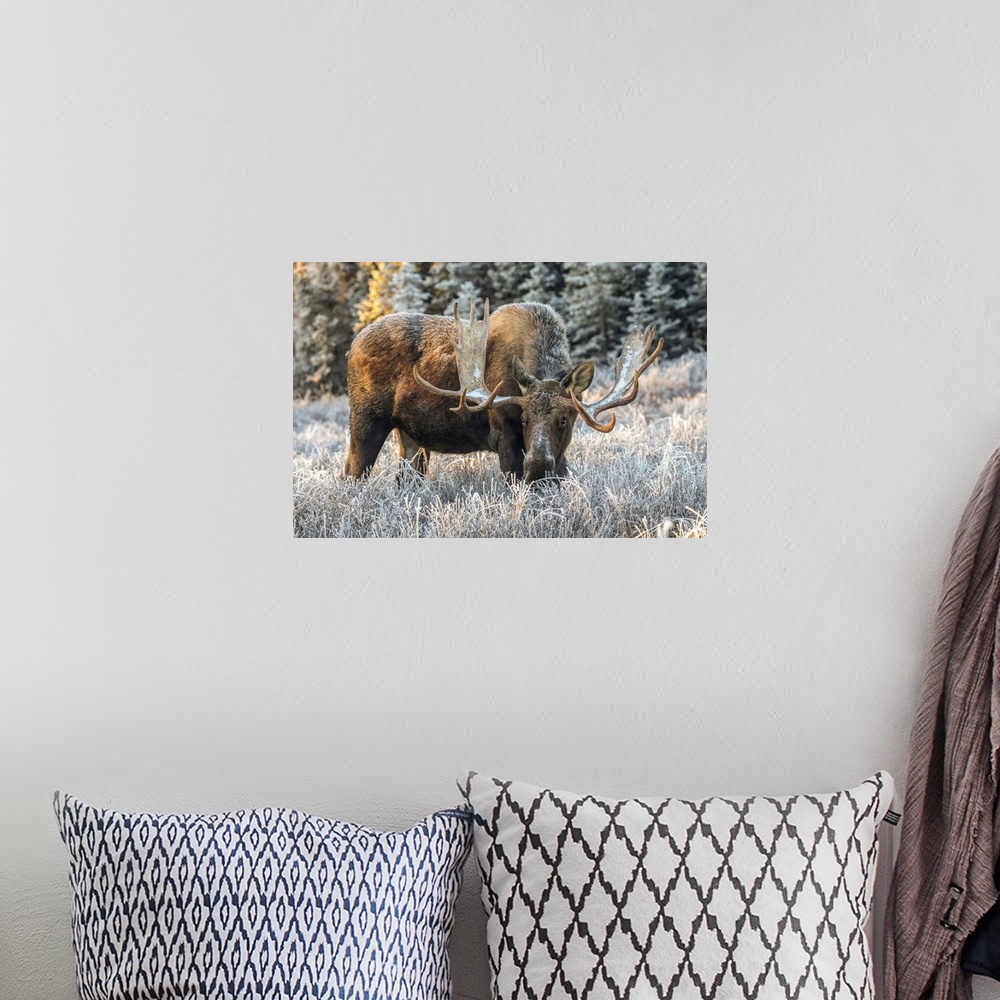 A bohemian room featuring Mature bull moose (alces alces) feeding in early morning with hoar frost in in the field, south a...