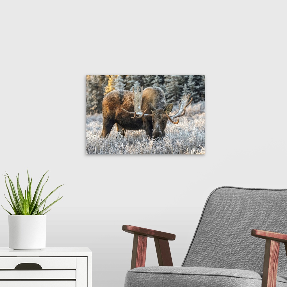 A modern room featuring Mature bull moose (alces alces) feeding in early morning with hoar frost in in the field, south a...
