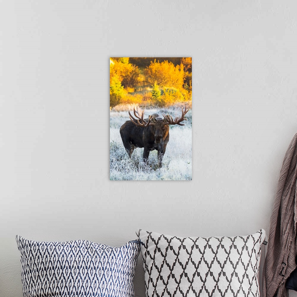A bohemian room featuring Bull moose (alces alces) in a frosty field in autumn at sunrise on a cold morning, South-central ...