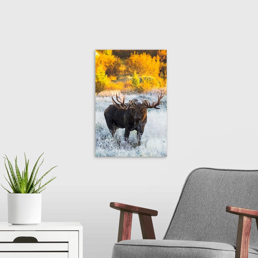A modern room featuring Bull moose (alces alces) in a frosty field in autumn at sunrise on a cold morning, South-central ...