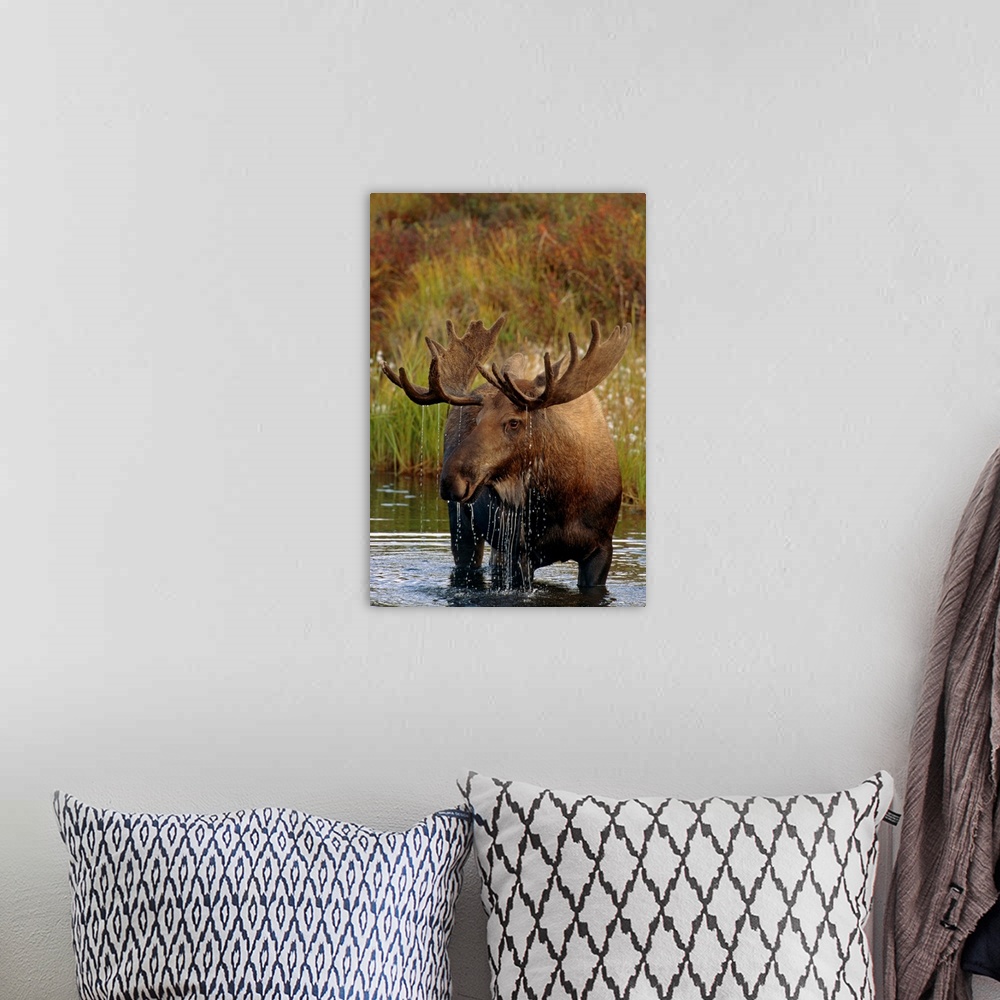 A bohemian room featuring Bull Moose In Pond, Denali National Park, Alaska