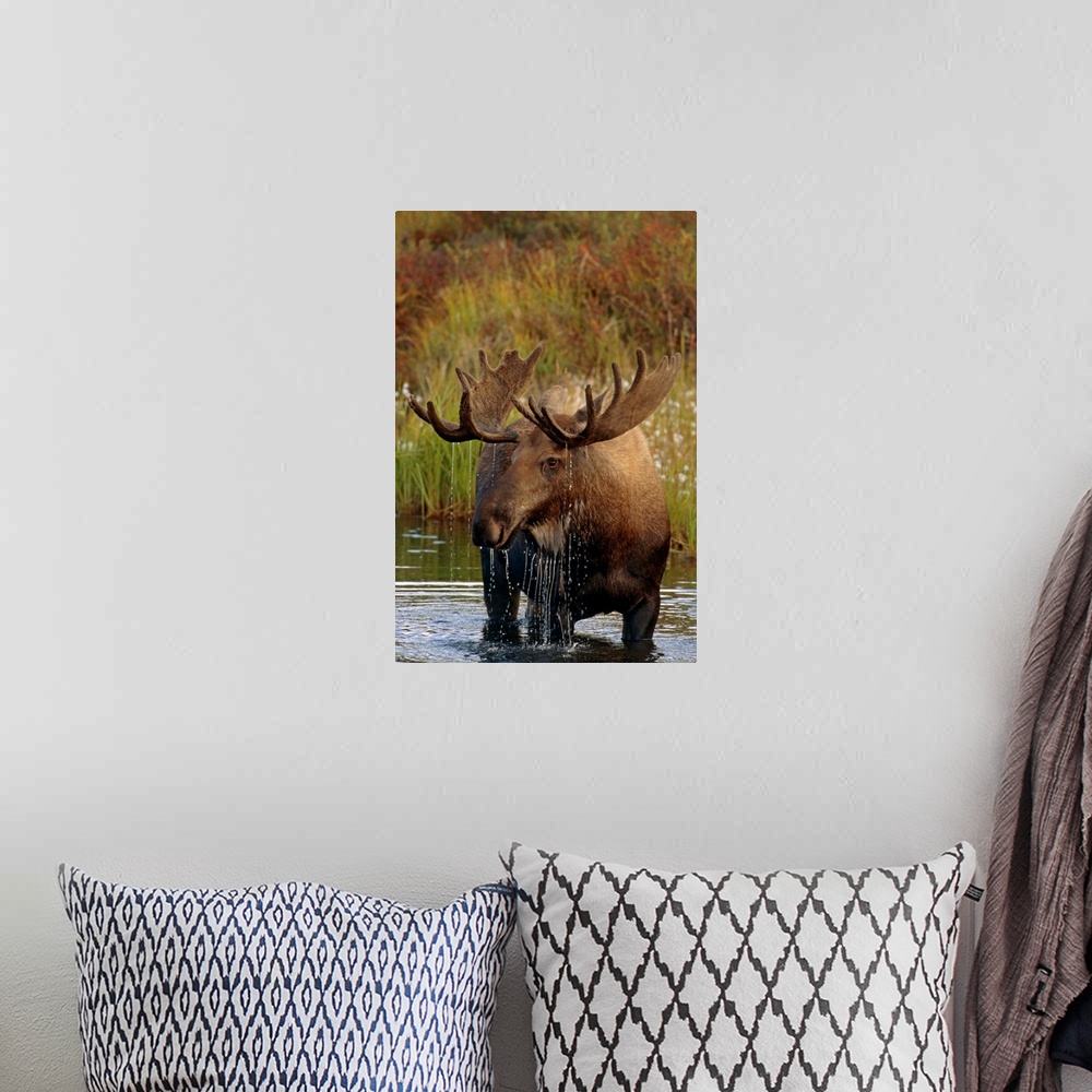 A bohemian room featuring Bull Moose In Pond, Denali National Park, Alaska