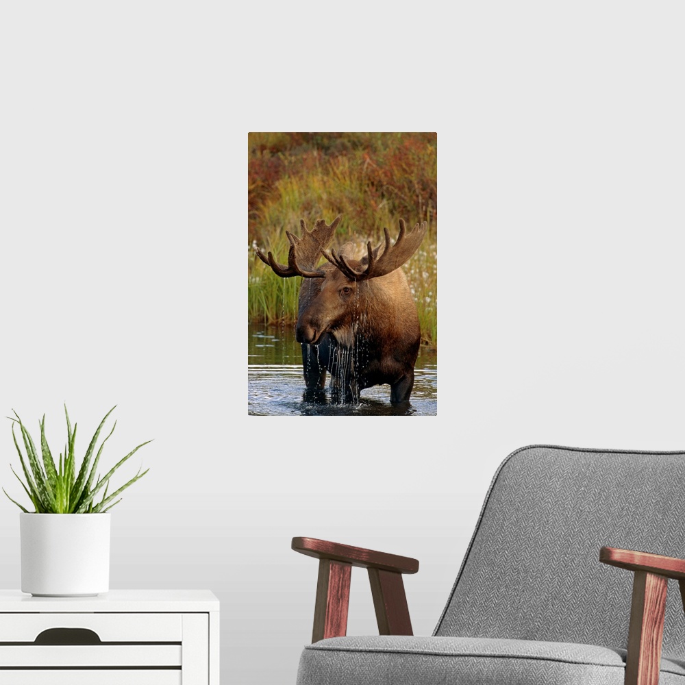 A modern room featuring Bull Moose In Pond, Denali National Park, Alaska