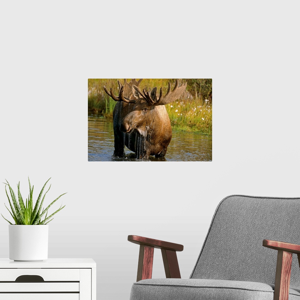 A modern room featuring Bull Moose In Pond, Denali National Park, Alaska