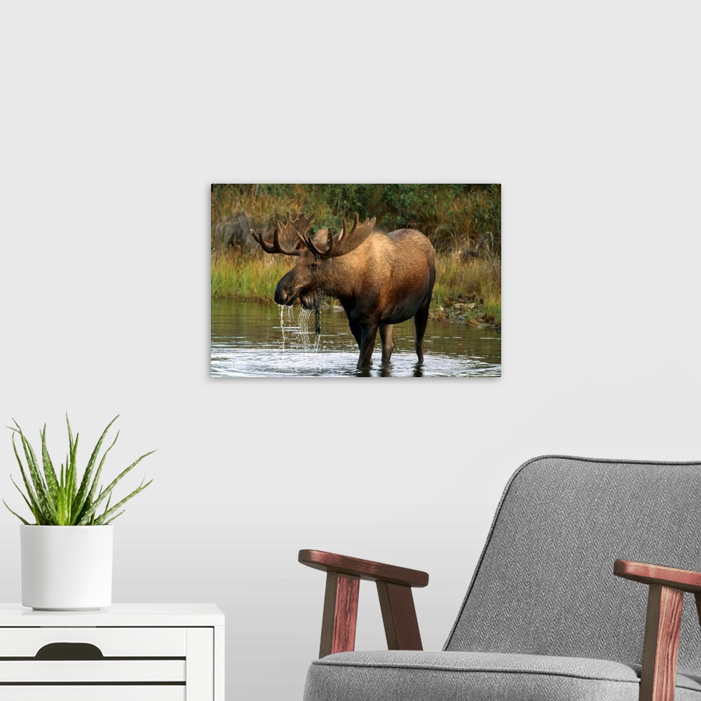 A modern room featuring Bull Moose In Pond Near Eielson Visitor Center Ak In Denali Np Summer