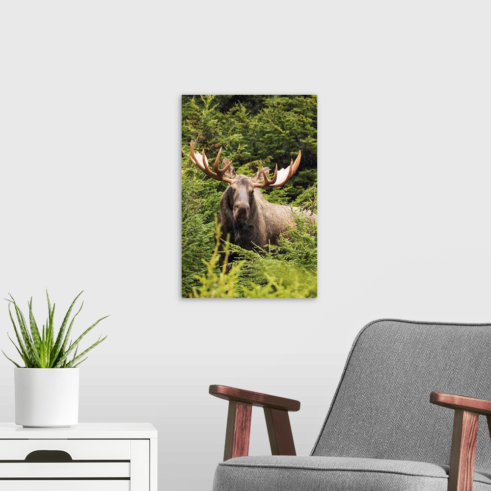A modern room featuring Bull moose (alces alces) in rutting period, Powerline Pass, South-central Alaska, Alaska, United ...