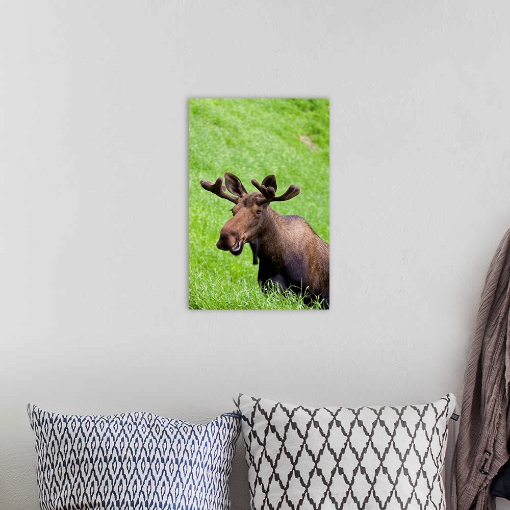 A bohemian room featuring Bull Moose In Velvet Feeding On Spring Grass, Anchorage, Southcentral, Alaska