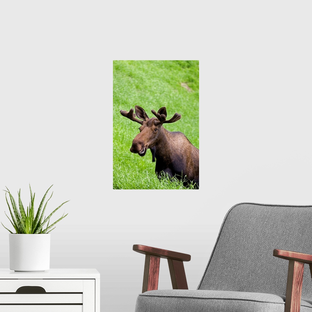 A modern room featuring Bull Moose In Velvet Feeding On Spring Grass, Anchorage, Southcentral, Alaska