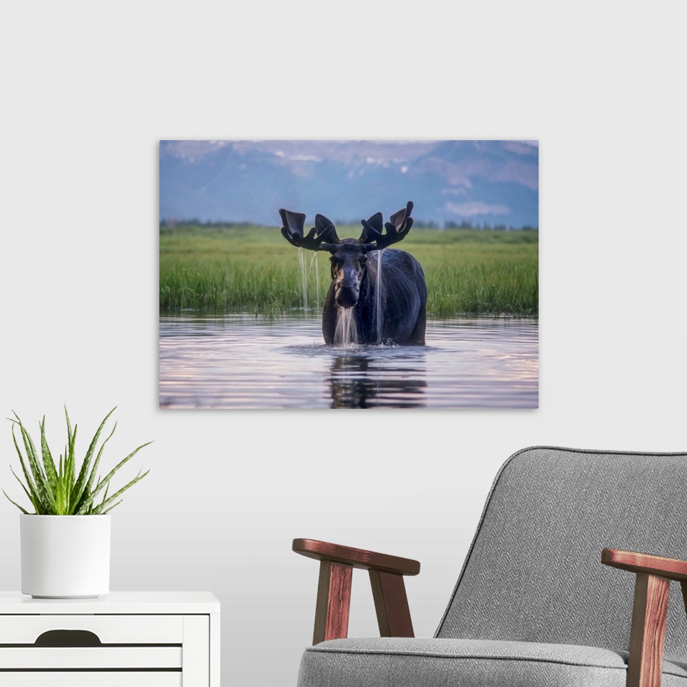 A modern room featuring Water pours from the antlers of a bull moose (Alces alces) lifting his head from Beaverdam Creek ...