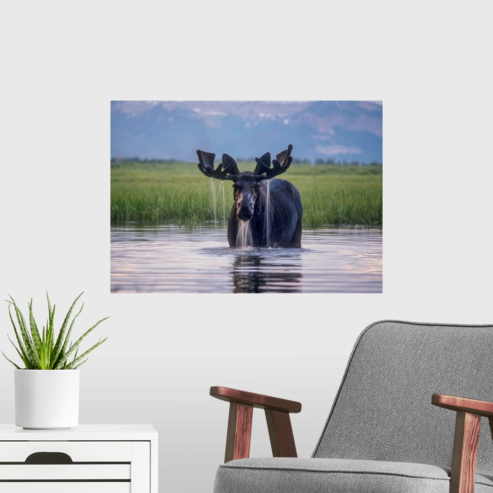 A modern room featuring Water pours from the antlers of a bull moose (Alces alces) lifting his head from Beaverdam Creek ...