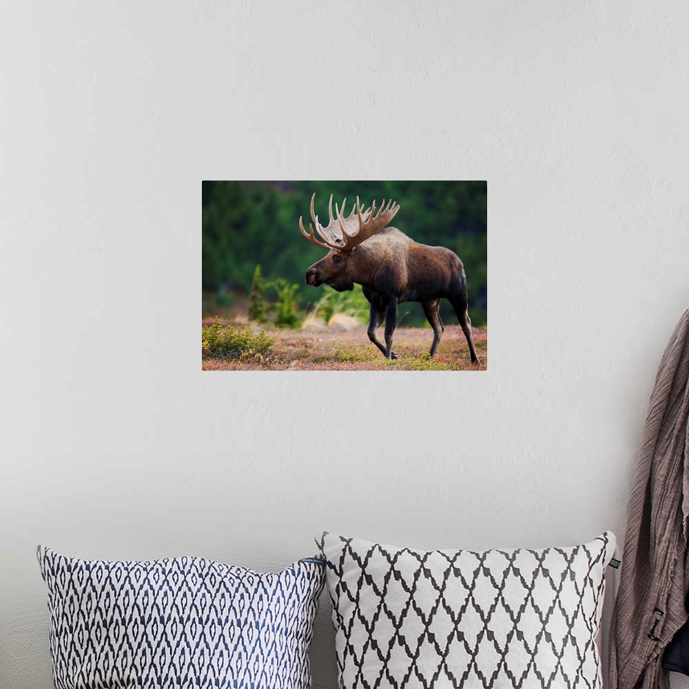 A bohemian room featuring Bull Moose, Powerline Pass, Chugach State Park, Chugach Mountains, Alaska