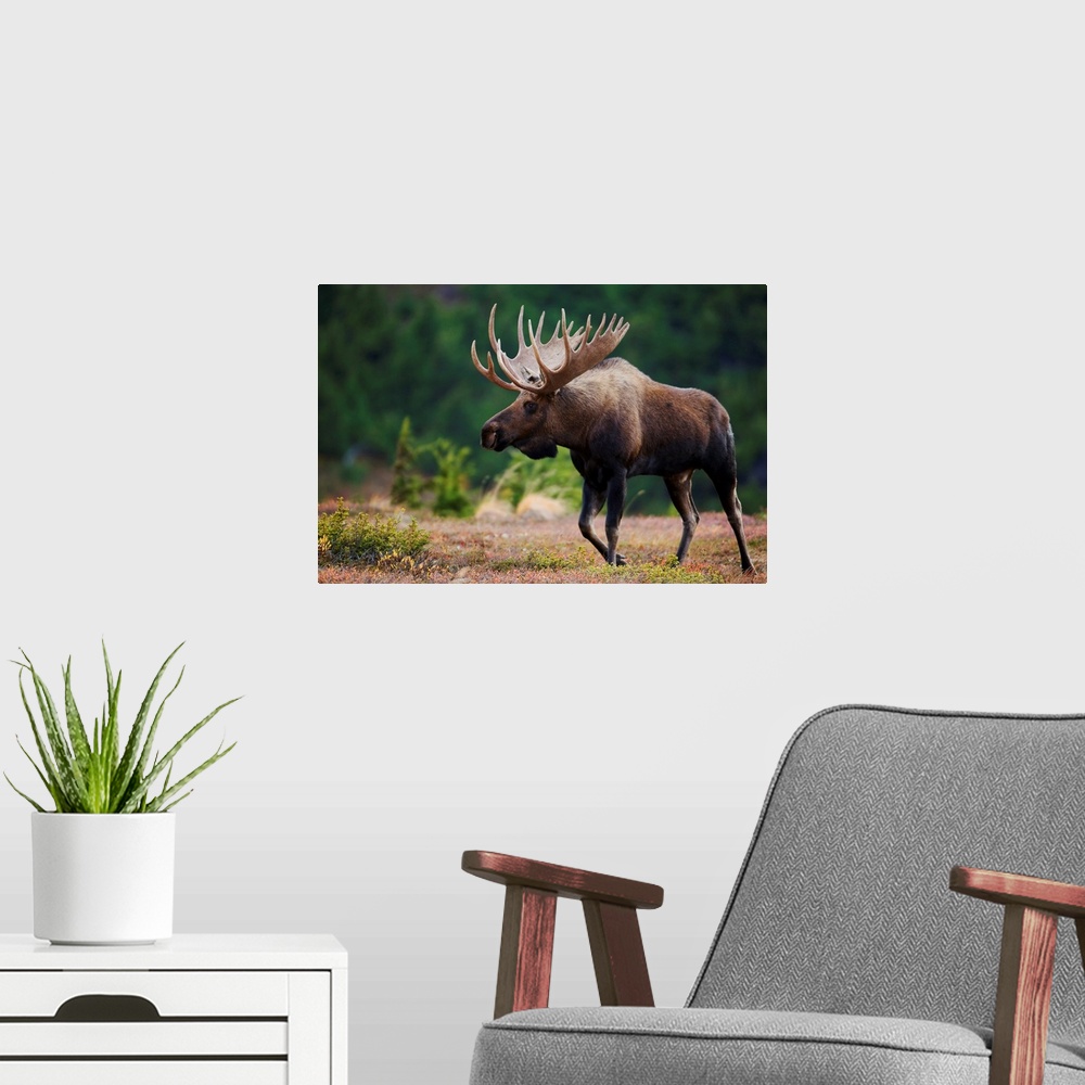 A modern room featuring Bull Moose, Powerline Pass, Chugach State Park, Chugach Mountains, Alaska