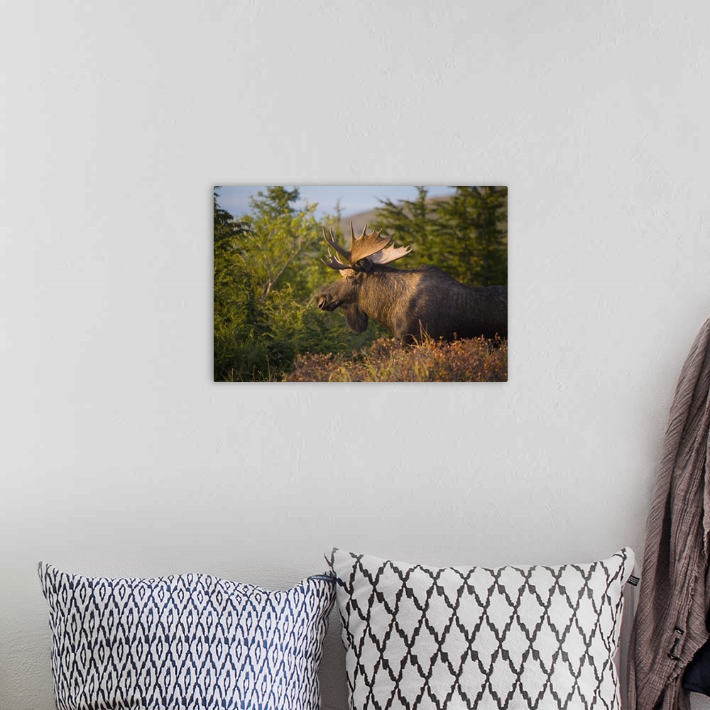 A bohemian room featuring Bull Moose Standing In Afternoon Light, Chugach Mountains, Southcentral Alaska