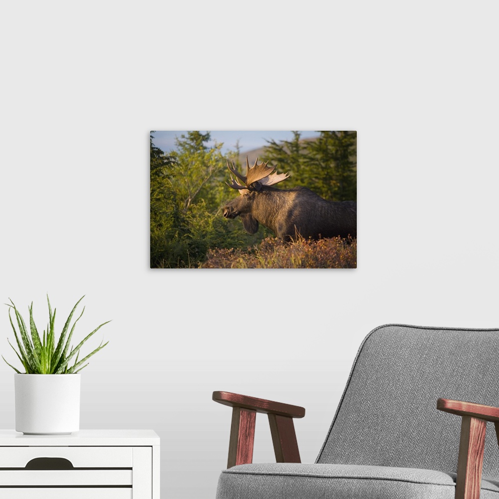 A modern room featuring Bull Moose Standing In Afternoon Light, Chugach Mountains, Southcentral Alaska