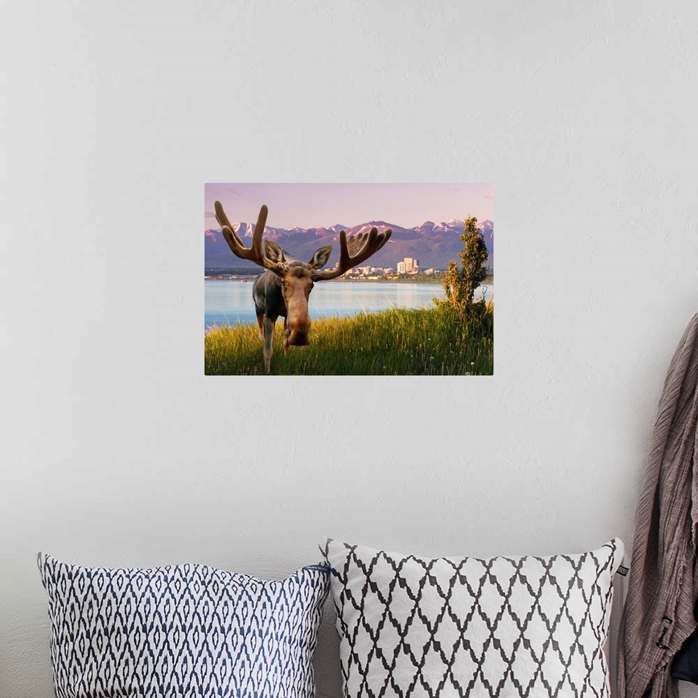 A bohemian room featuring Bull Moose Standing In Front Of View Of Anchorage Skyline, Alaska