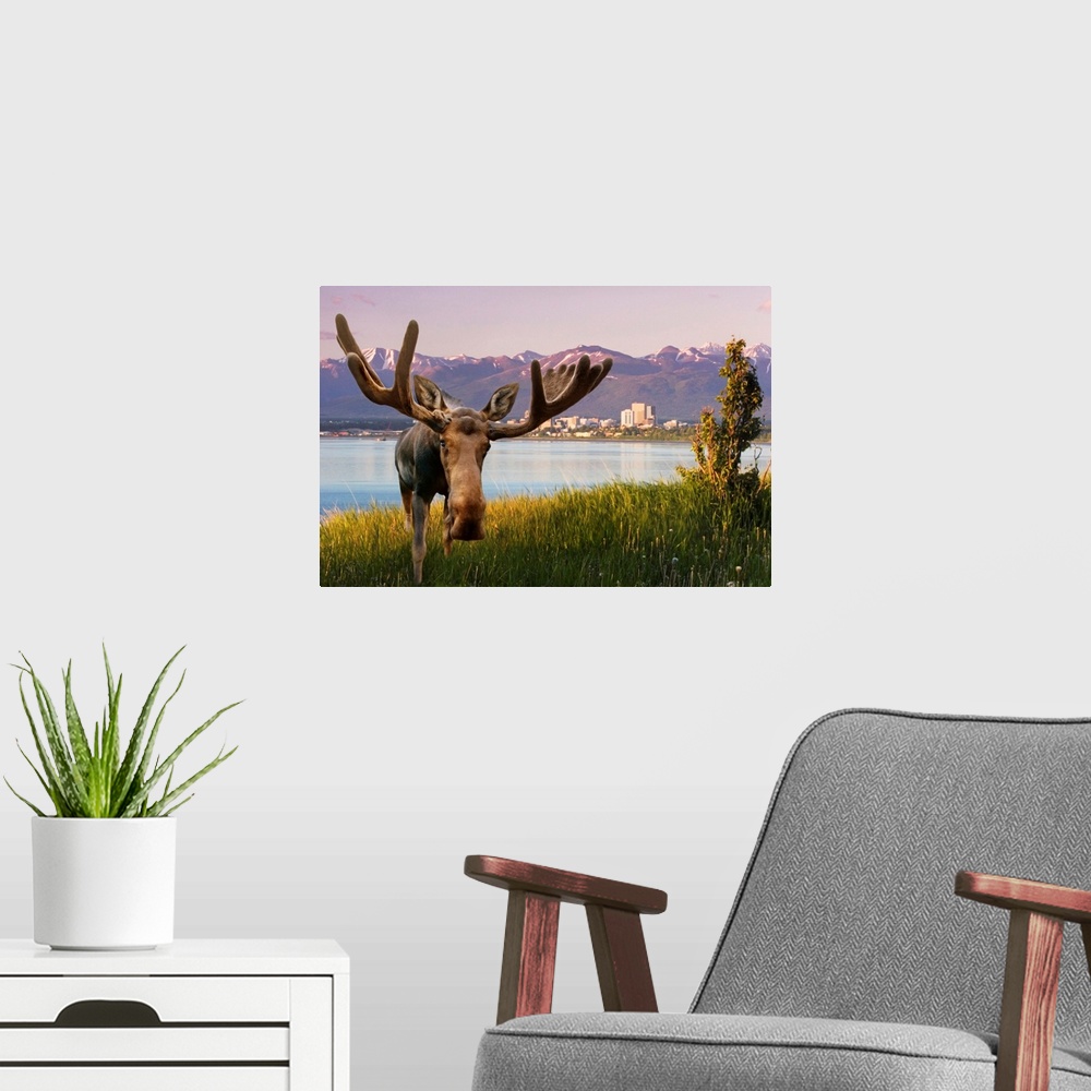 A modern room featuring Bull Moose Standing In Front Of View Of Anchorage Skyline, Alaska