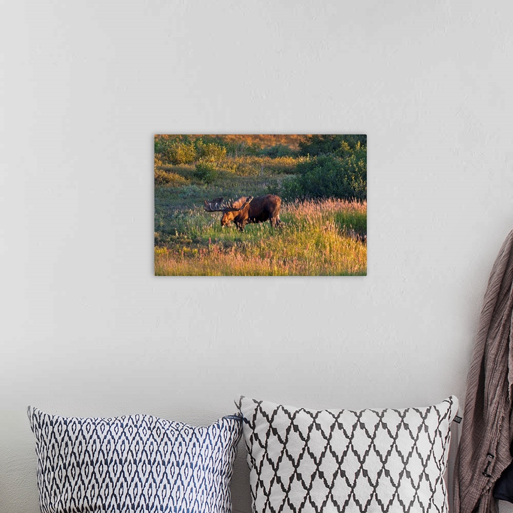 A bohemian room featuring Bull moose stands on Fall colored tundra at sunset in Denali National Park, Alaska