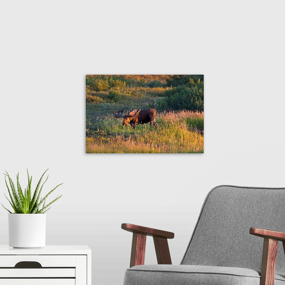 A modern room featuring Bull moose stands on Fall colored tundra at sunset in Denali National Park, Alaska