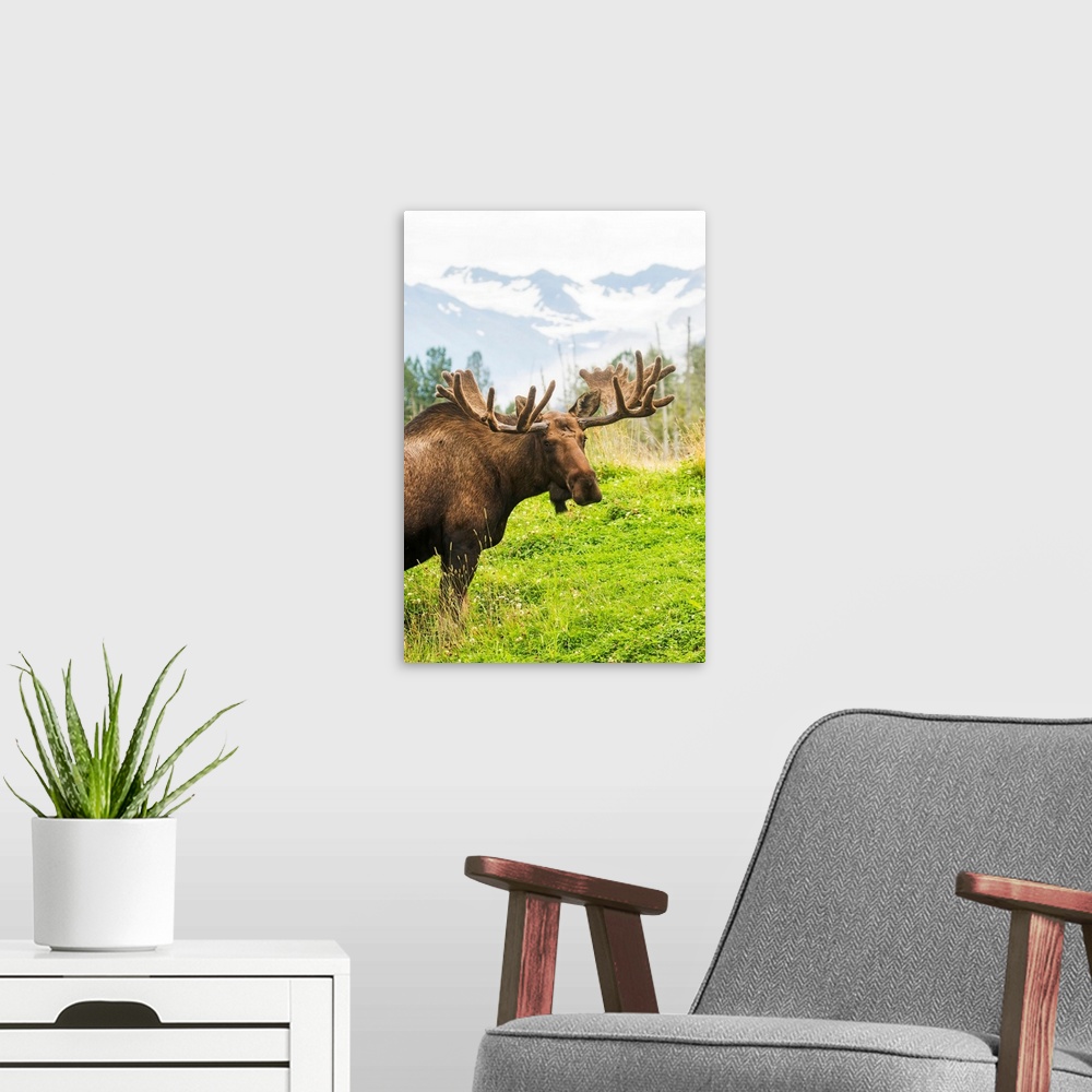 A modern room featuring Bull moose (alces alces) with antlers in velvet, captive in Alaska Wildlife Conservation Center, ...