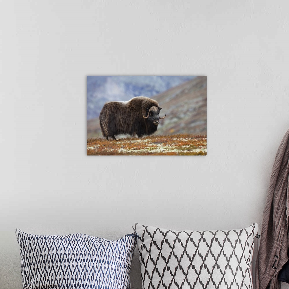 A bohemian room featuring Bull Muskox on Tundra, Dovrefjell-Sunndalsfjella National Park, Norway