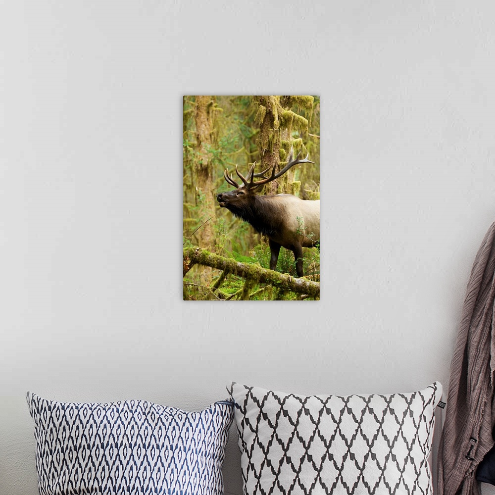 A bohemian room featuring Close up of a bull Roosevelt elk bugling in the Hoh rainforest, Olympic Peninsula, Washington