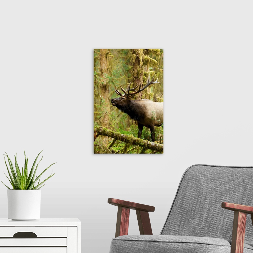 A modern room featuring Close up of a bull Roosevelt elk bugling in the Hoh rainforest, Olympic Peninsula, Washington
