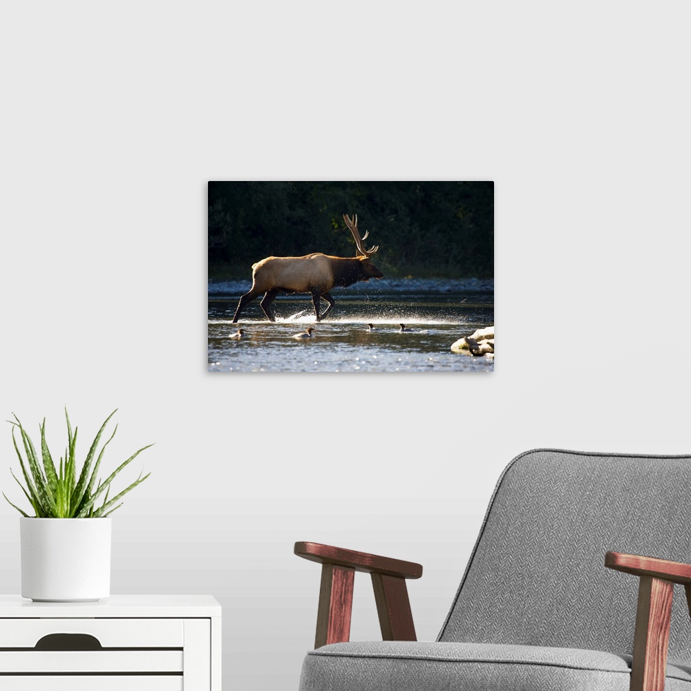 A modern room featuring Bull Roosevelt elk (Cervus canadensis roosevelti) crossing river with mergansers in the foregroun...