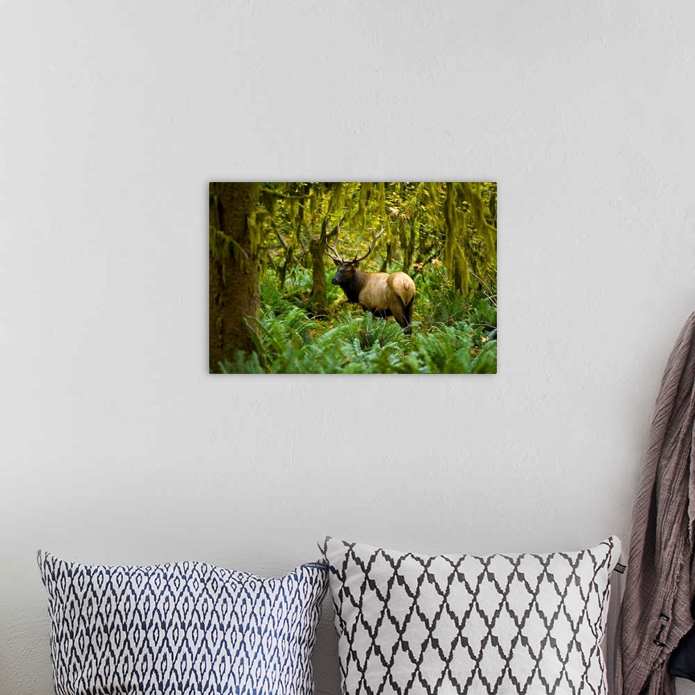 A bohemian room featuring Bull Roosevelt elk (Cervus canadensis roosevelti) framed by rainforest foliage, Washington.