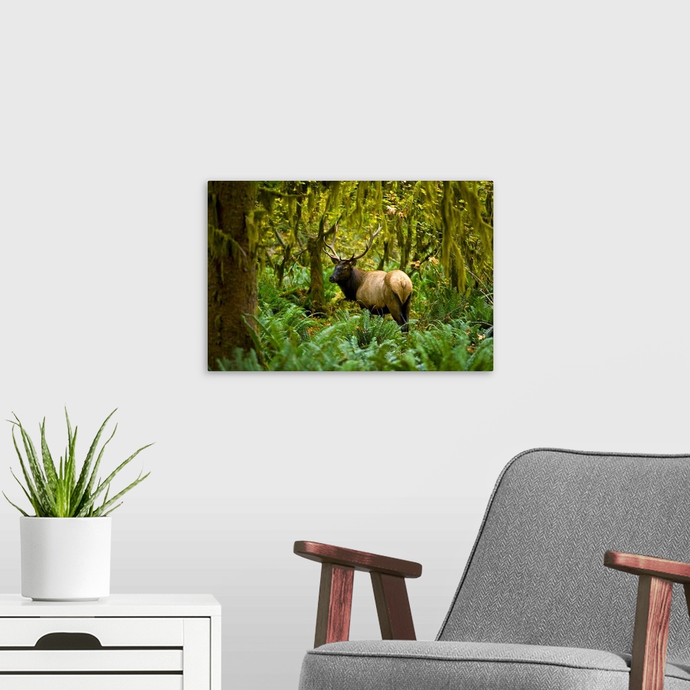 A modern room featuring Bull Roosevelt elk (Cervus canadensis roosevelti) framed by rainforest foliage, Washington.