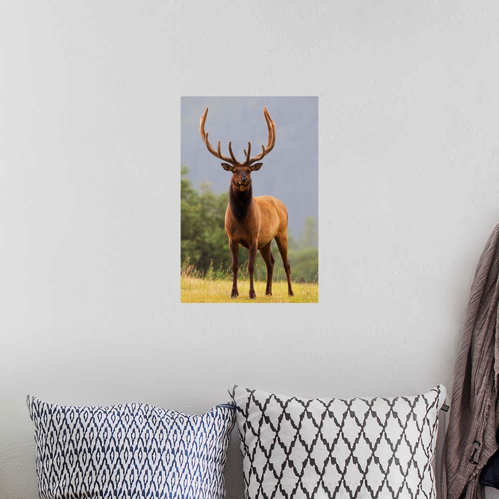 A bohemian room featuring Bull Roosevelt Elk With Antlers In Velvet Stands Alert, Alaska
