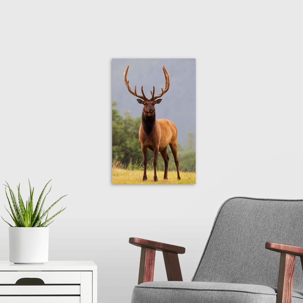 A modern room featuring Bull Roosevelt Elk With Antlers In Velvet Stands Alert, Alaska
