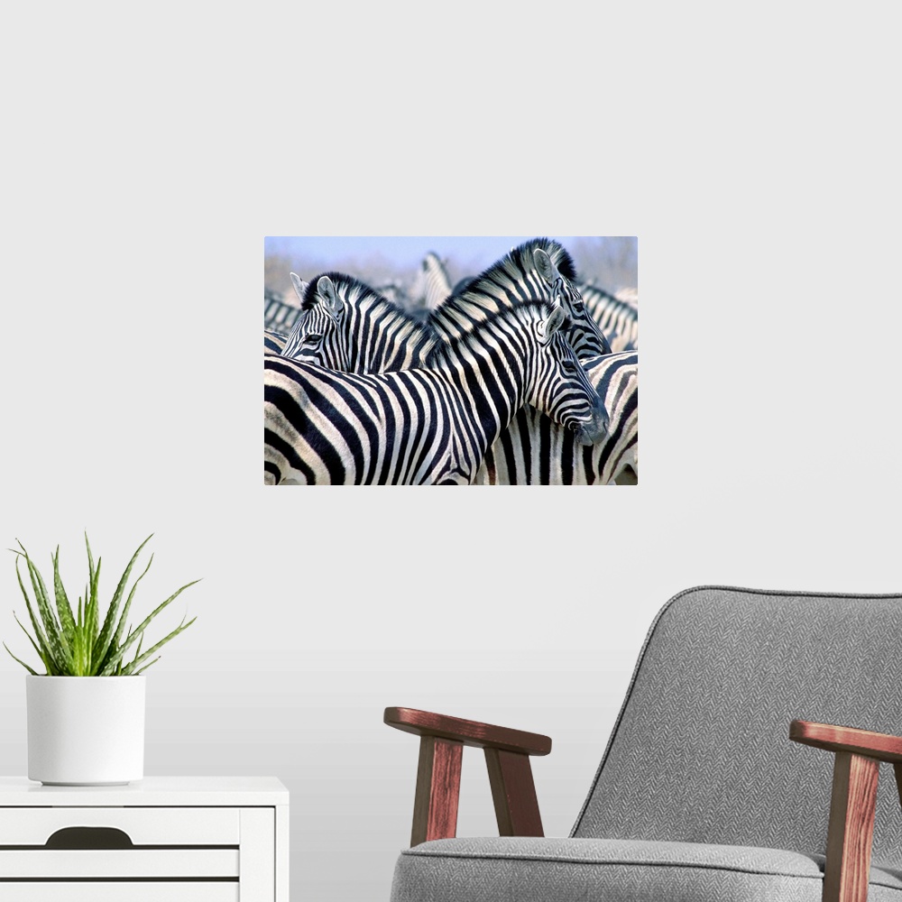 A modern room featuring Burchell's Zebra (Equus Quagga Burchellii), Etosha National Park, Namibia, Africa