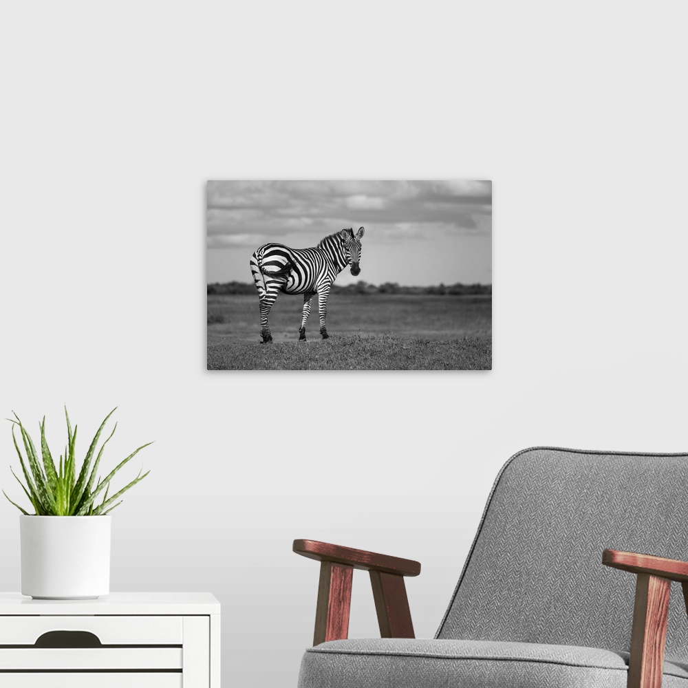 A modern room featuring Portrait of a Burchell's zebra (equus quagga burchellii) standing on a grassy bank on the savanna...