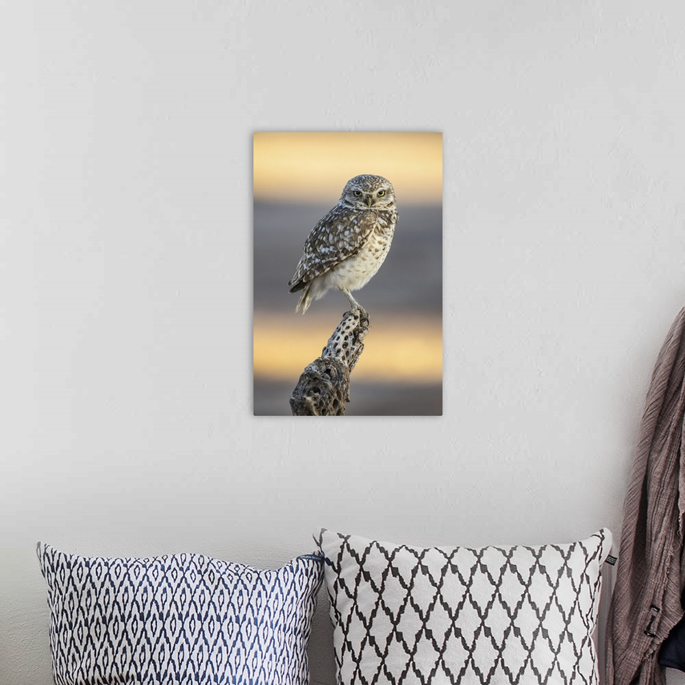 A bohemian room featuring Burrowing owl (athene cunicularia) perched on cholla cactus (cylindropuntia) skeleton, Casa Grand...