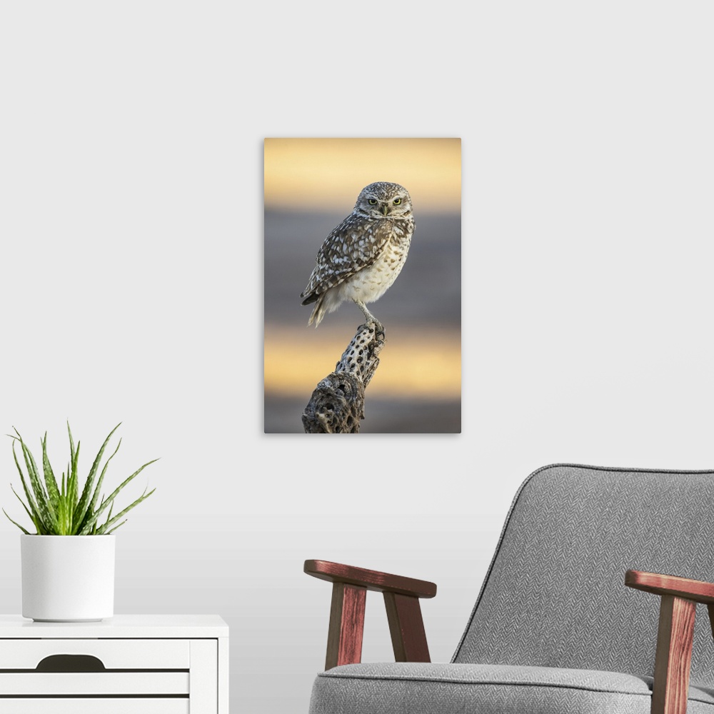 A modern room featuring Burrowing owl (athene cunicularia) perched on cholla cactus (cylindropuntia) skeleton, Casa Grand...