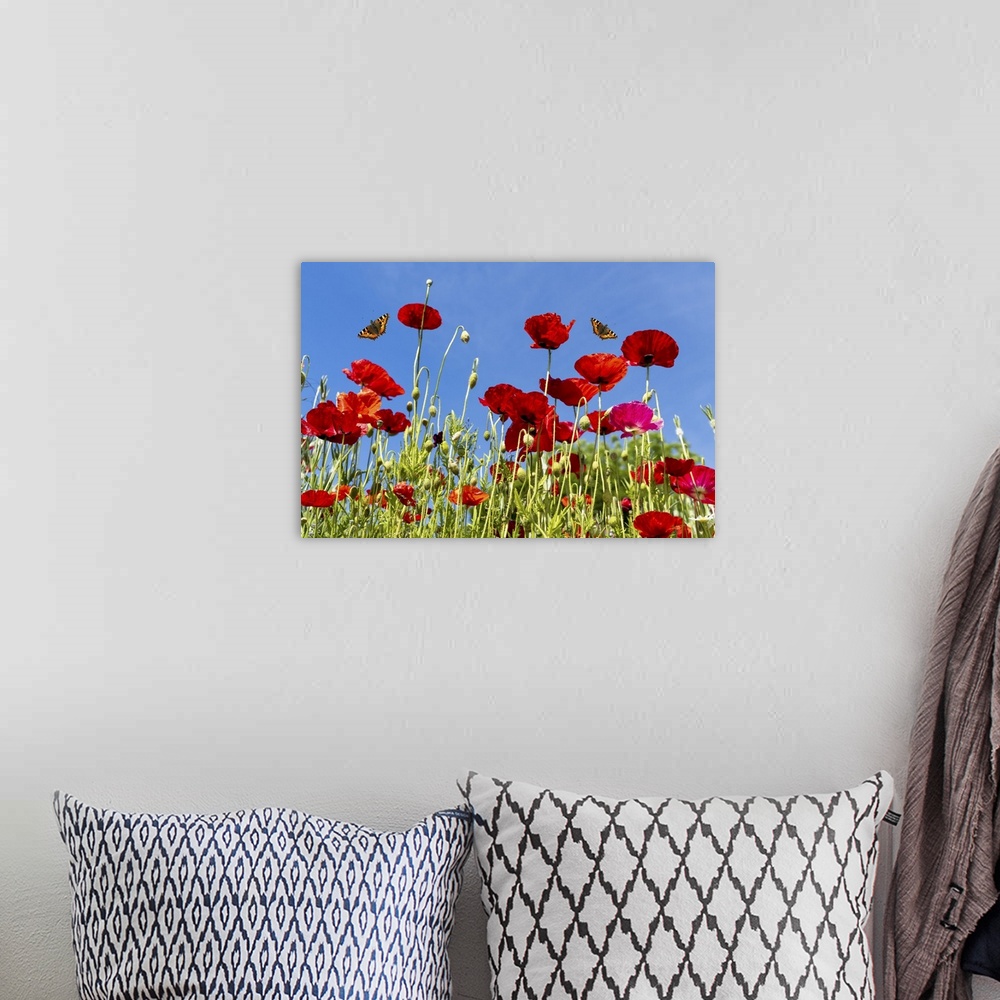 A bohemian room featuring Butterflies flying over red poppies; Whitburn, Tyne and Wear, England.