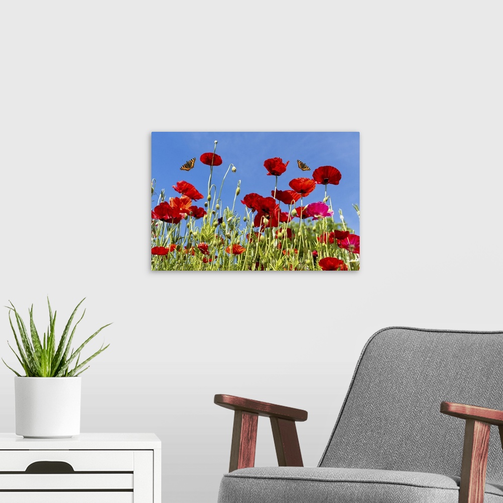 A modern room featuring Butterflies flying over red poppies; Whitburn, Tyne and Wear, England.