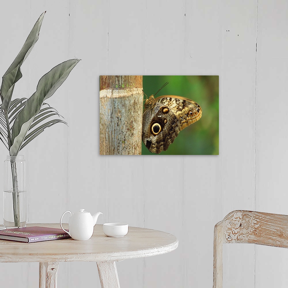 A farmhouse room featuring Butterfly