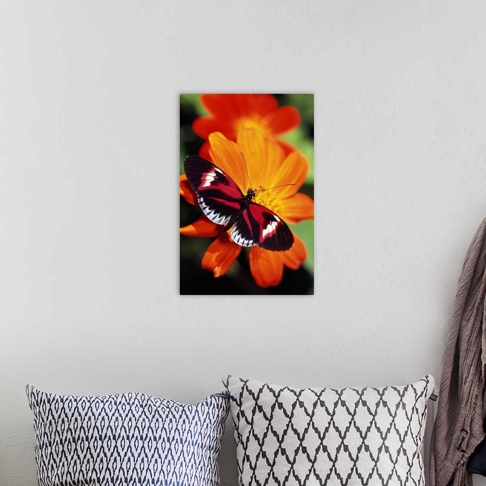 A bohemian room featuring Butterfly On Flower