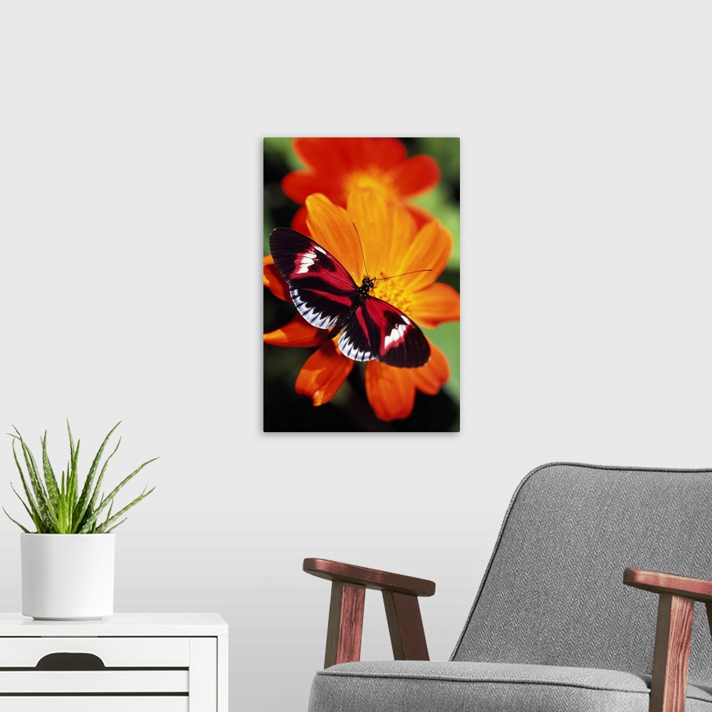 A modern room featuring Butterfly On Flower