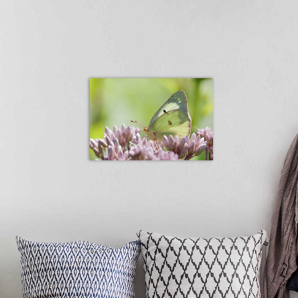 A bohemian room featuring A female clouded or common sulfur butterfly, Colias philodice, pollinating Joe pye weed flowers, ...
