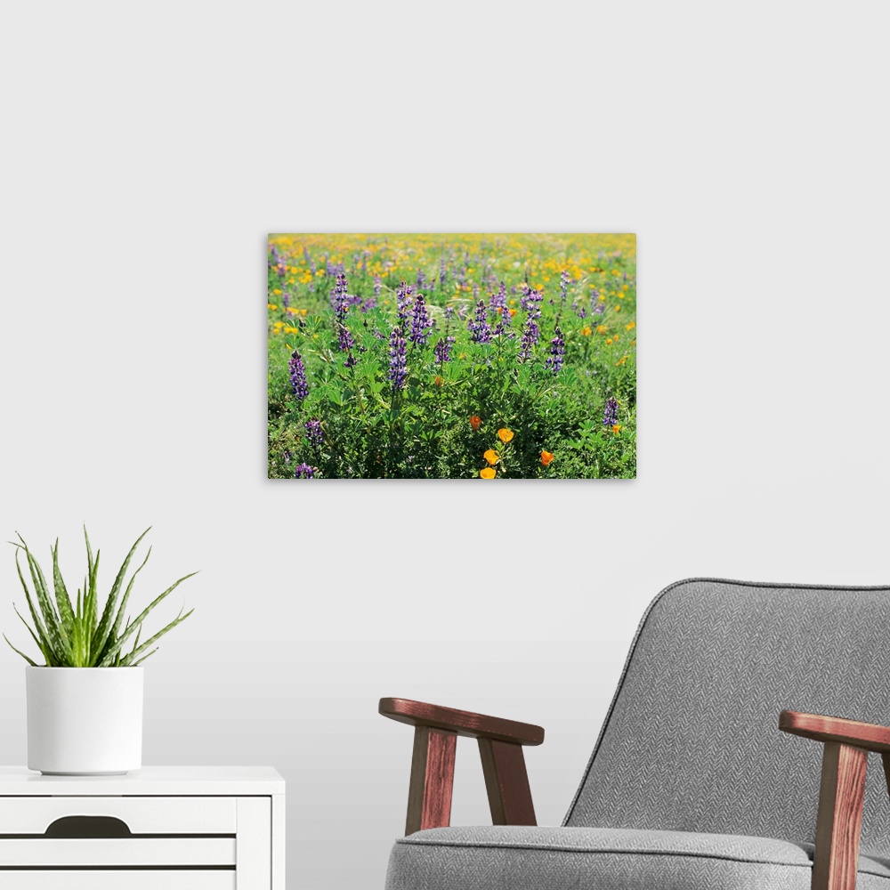 A modern room featuring California, Beautiful Meadow Of Lupine And California Poppies