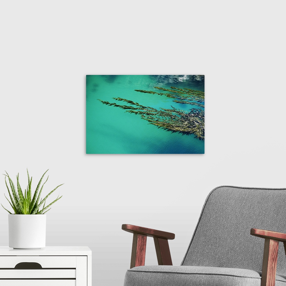 A modern room featuring California, Big Sur Coast, Seaweed Floating In Turquoise Ocean Water