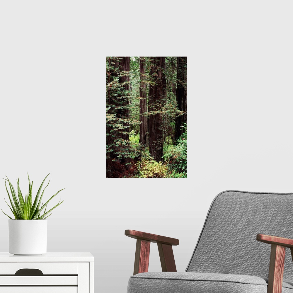 A modern room featuring California, Jedediah Smith Redwoods State Park, Old Growth Of Redwood Trees