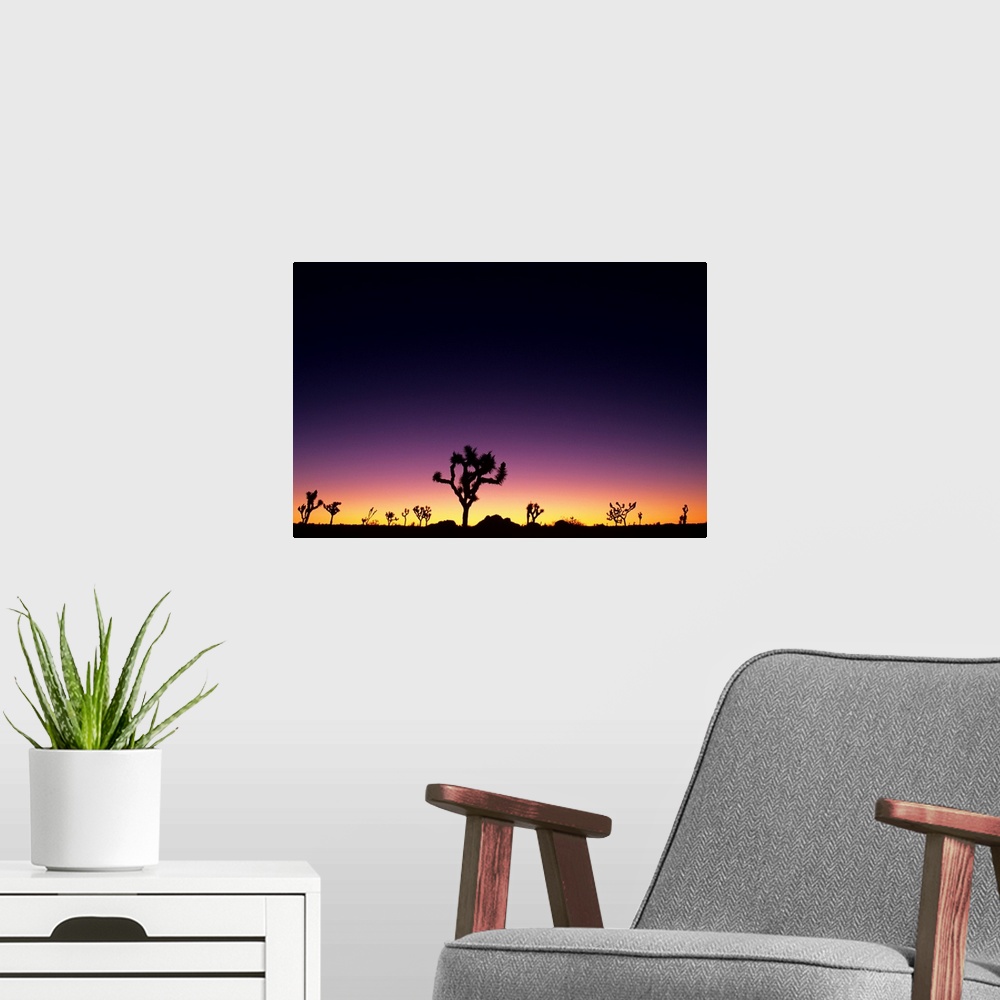 A modern room featuring California, Mojave Desert, Joshua Tree National Park, Joshua Trees Silhouetted At Dawn